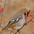 Adult