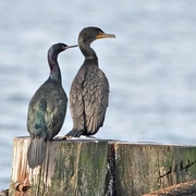 Adult with Double-crested Cormorant for size comparison. Note: thinner neck, dark and thin bill, and long tail. Pelagic Cormorants frequently perch like this (on ledges). Adult with Double-crested Cormorant for size comparison. Note: thinner neck, dark and thin bill, and long tail. Pelagic Cormorants frequently perch like this (on ledges).